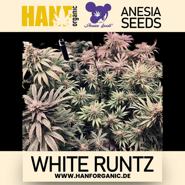 Anesia Seeds - White Runtz Fem
