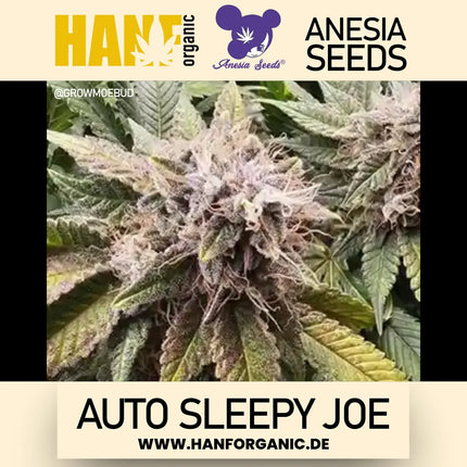 Anesia Seeds – Sleepy Joe Auto