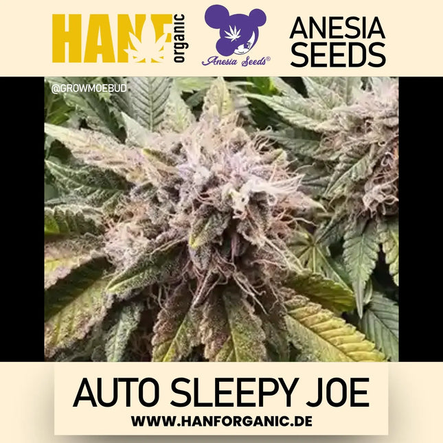 Anesia Seeds – Sleepy Joe Auto