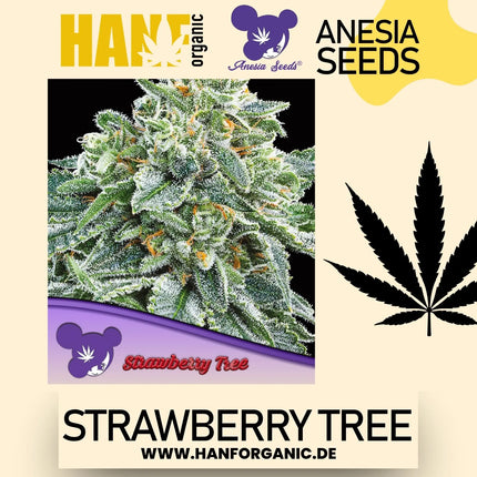 Anesia Seeds – Strawberry Tree (Feminisiert)