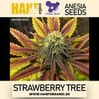 Anesia Seeds – Strawberry Tree (Feminisiert)
