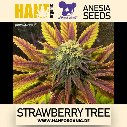 Anesia Seeds – Strawberry Tree (Feminisiert)