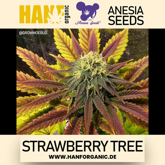 Anesia Seeds – Strawberry Tree (Feminisiert)