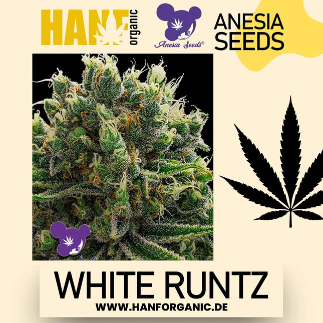 Anesia Seeds - White Runtz Fem