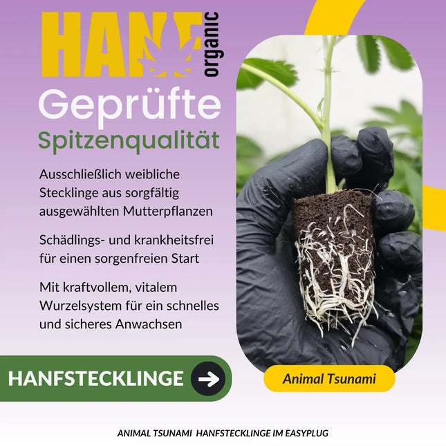 Animal Tsunami Hanfstecklinge