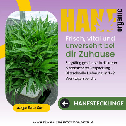 Animal Tsunami Hanfstecklinge