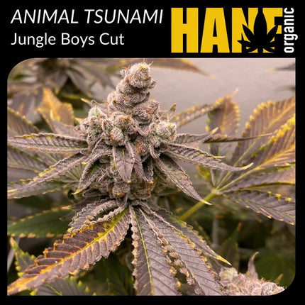 Animal Tsunami Hanfstecklinge