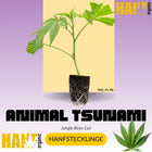 Animal Tsunami Hanfstecklinge