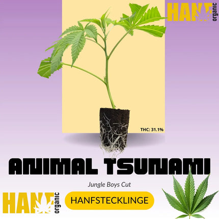 Animal Tsunami Hanfstecklinge
