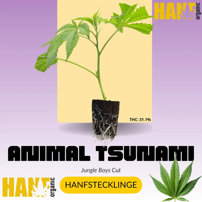 Animal Tsunami Hanfstecklinge