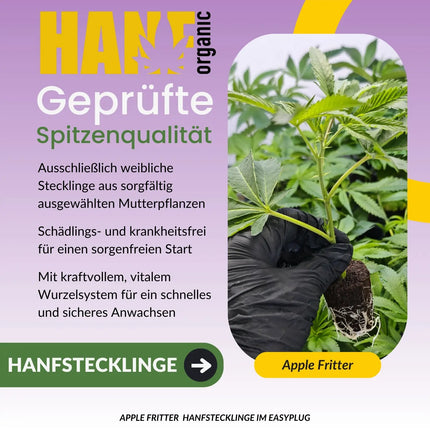 Apple Fritter Hanfstecklinge