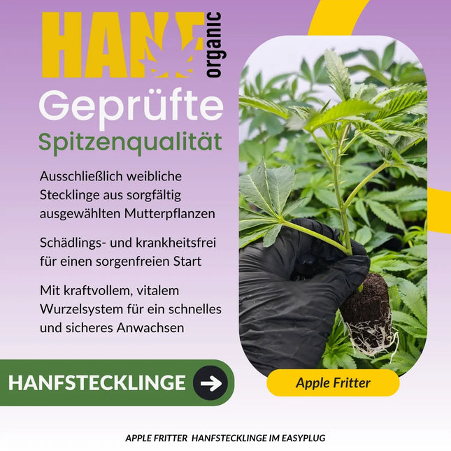 Apple Fritter Hanfstecklinge