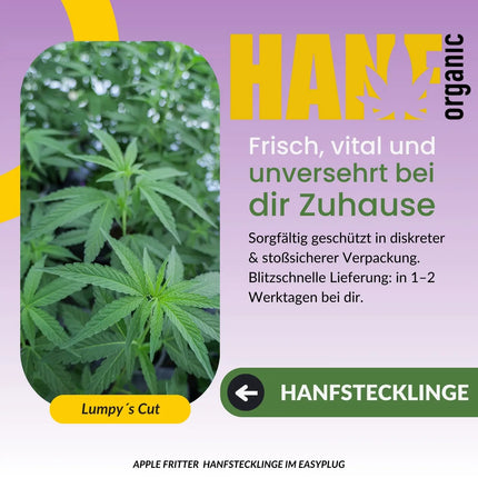Apple Fritter Hanfstecklinge