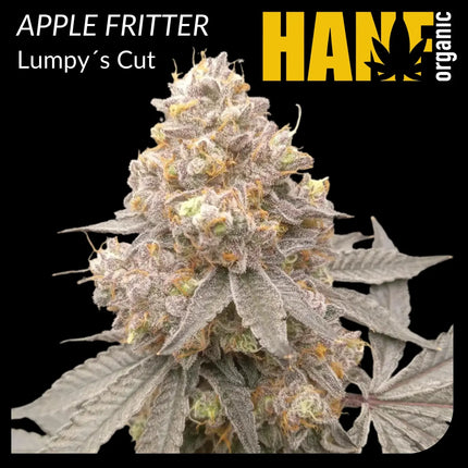 Apple Fritter Hanfstecklinge