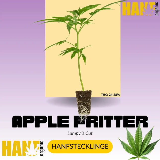 Apple Fritter Hanfstecklinge