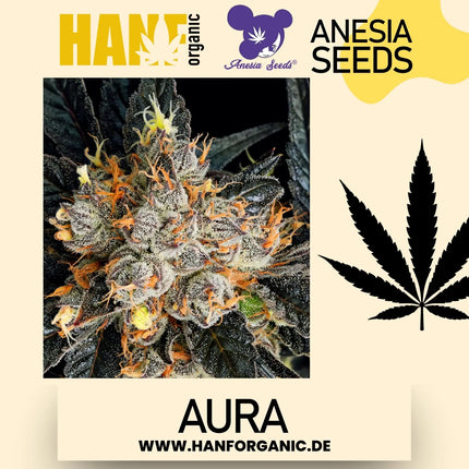 Genetik: 60 % Indica / 40 % Sativa
