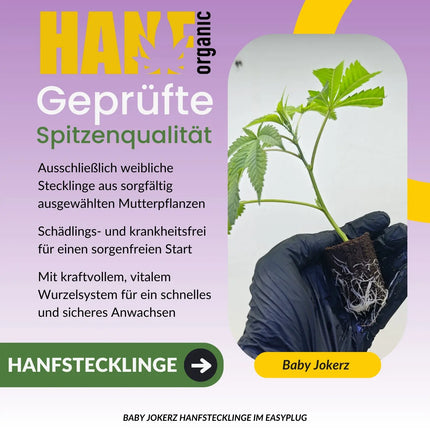 Baby Jokerz Hanfstecklinge
