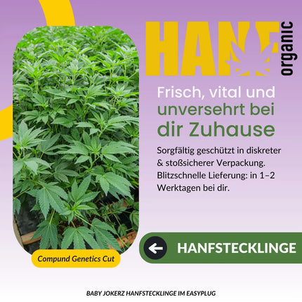 Baby Jokerz Hanfstecklinge