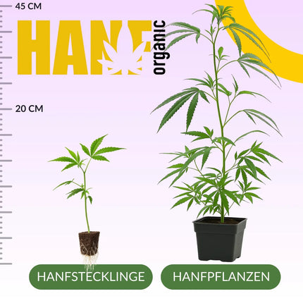Baby Jokerz Hanfstecklinge