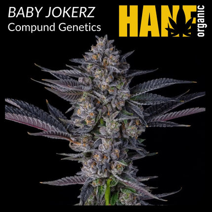 Baby Jokerz Hanfstecklinge