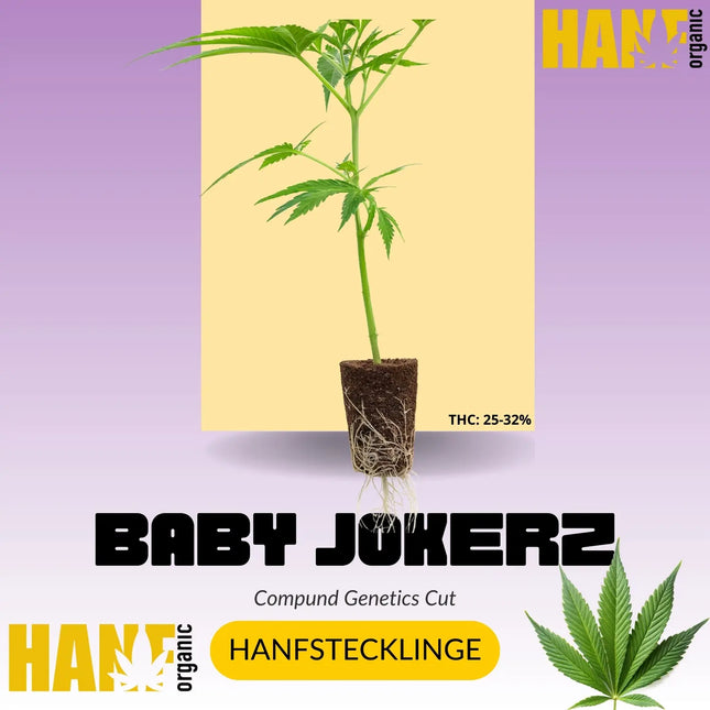 Baby Jokerz Hanfstecklinge