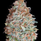 Banana Cookies feminisierte Hanfsamen von Advanced Seeds – 3 und 5 Samen