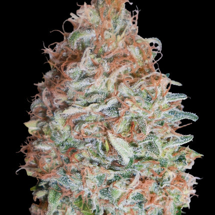 Banana Cookies feminisierte Hanfsamen von Advanced Seeds – 3 und 5 Samen