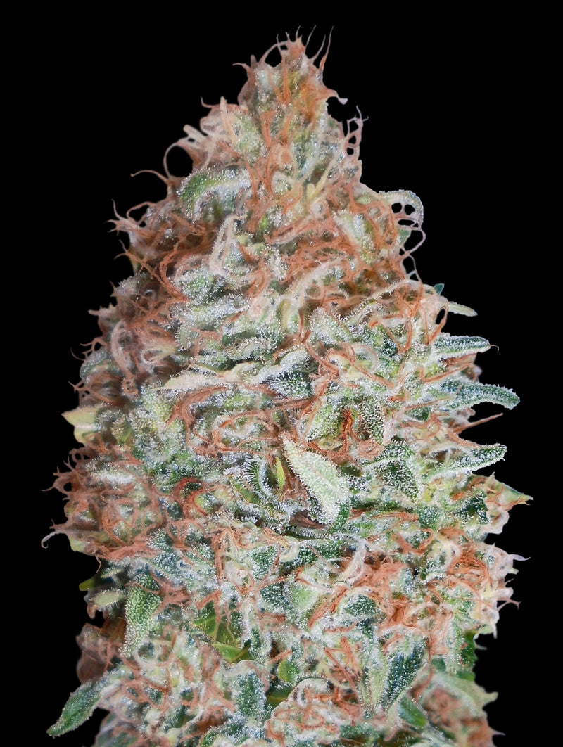 Banana Cookies feminisierte Hanfsamen von Advanced Seeds – 3 und 5 Samen