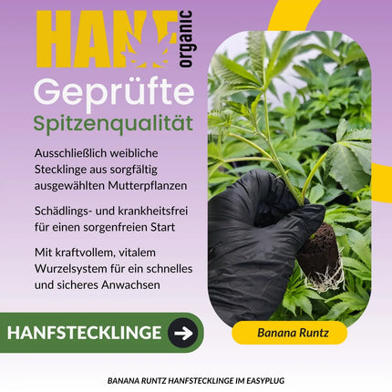 Banana Runtz Hanfstecklinge