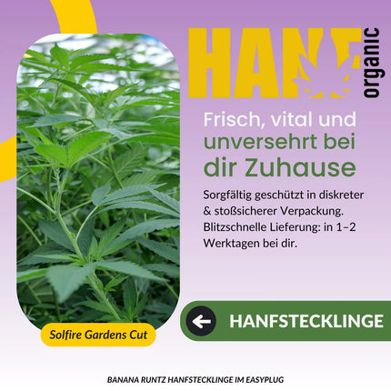 Banana Runtz Hanfstecklinge