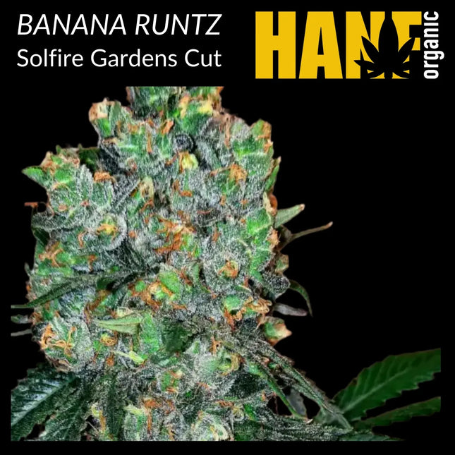 Banana Runtz Hanfstecklinge