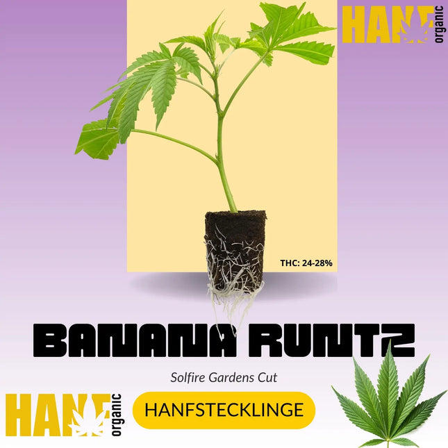 Banana Runtz Hanfstecklinge