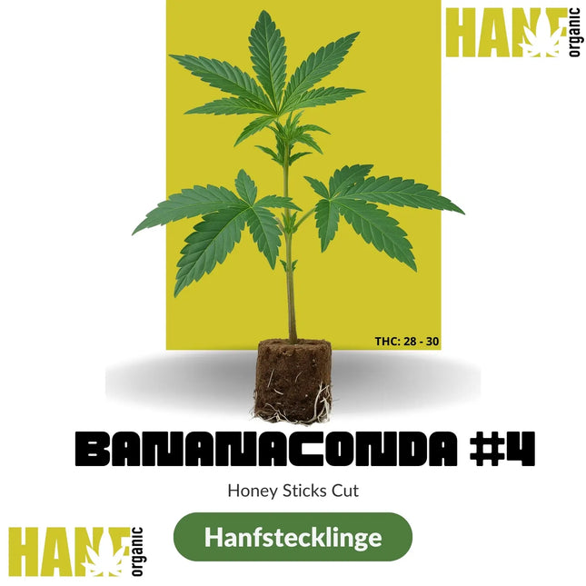Bananaconda #4 – Honey Sticks Cut Hanfstecklinge im Steinwollwürfel – Hanf Organic