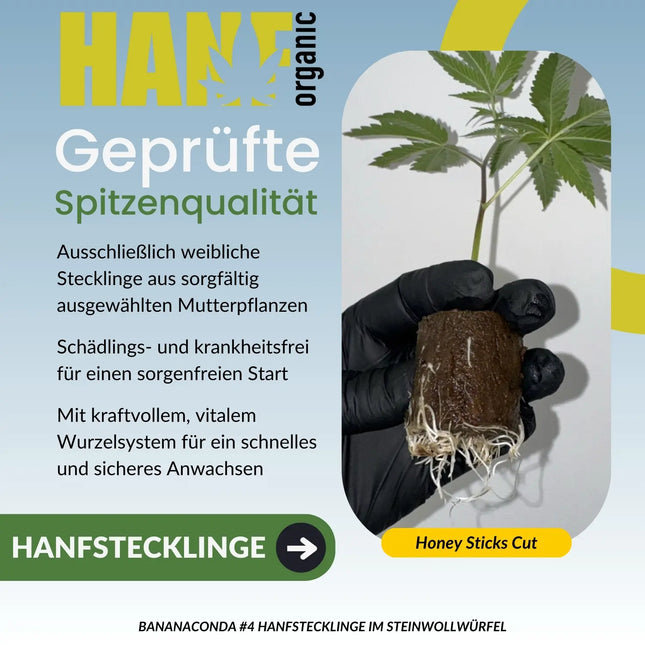 Bananaconda #4 – Honey Sticks Cut Hanfstecklinge im Steinwollwürfel – Hanf Organic