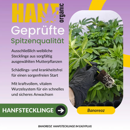 Banoreoz Hanfstecklinge