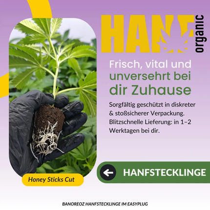 Banoreoz Hanfstecklinge