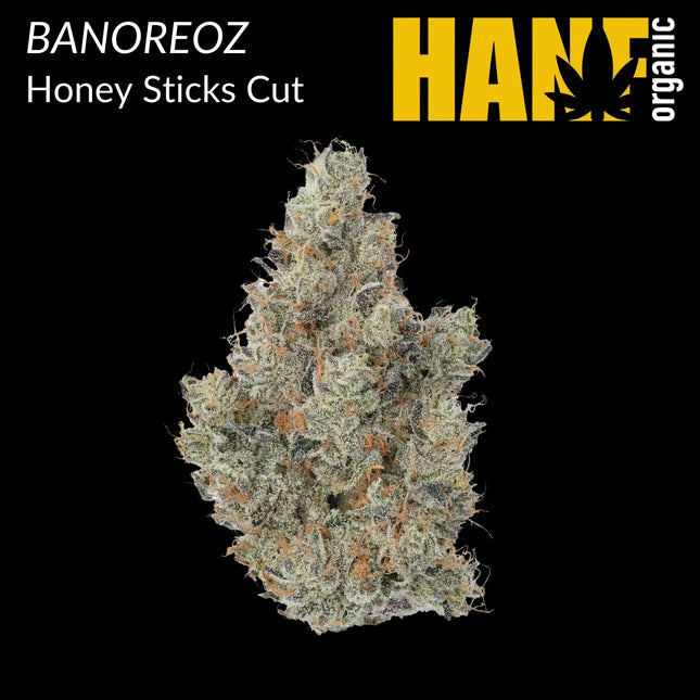 Banoreoz Hanfstecklinge
