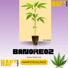 Banoreoz Hanfstecklinge
