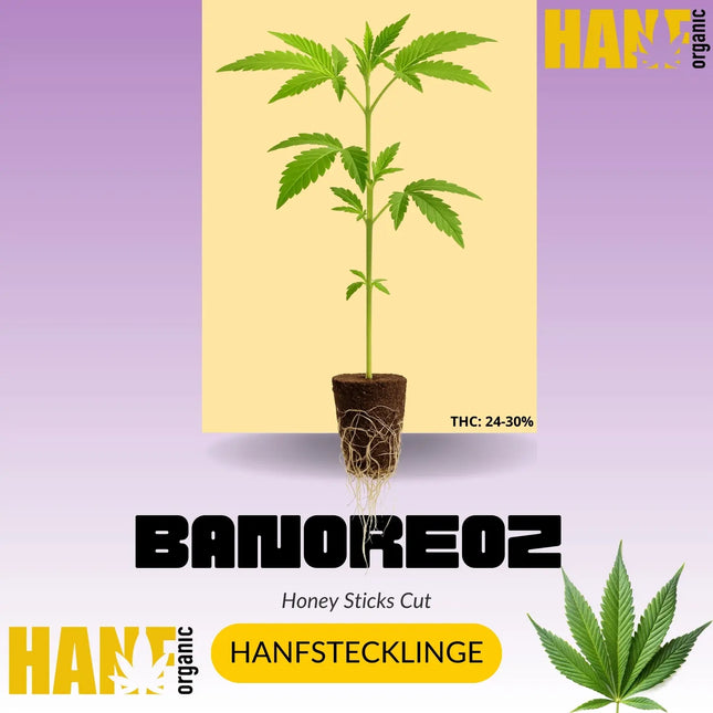 Banoreoz Hanfstecklinge