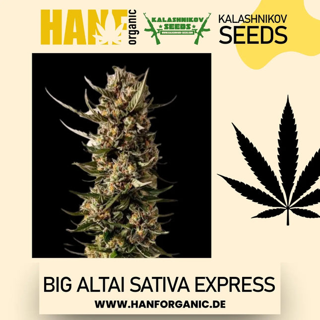 Big Altai Sativa Express - Kalashnikov Seeds Fem