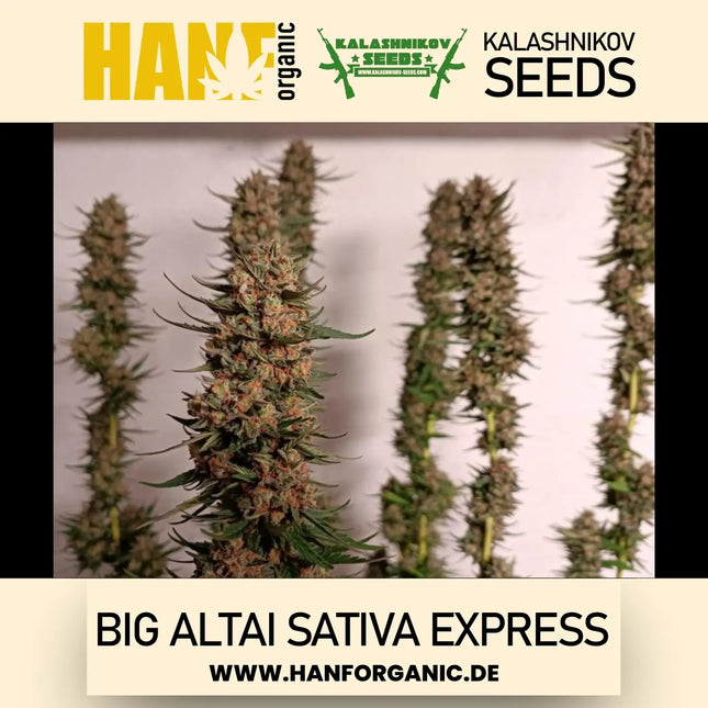 Big Altai Sativa Express - Kalashnikov Seeds Fem