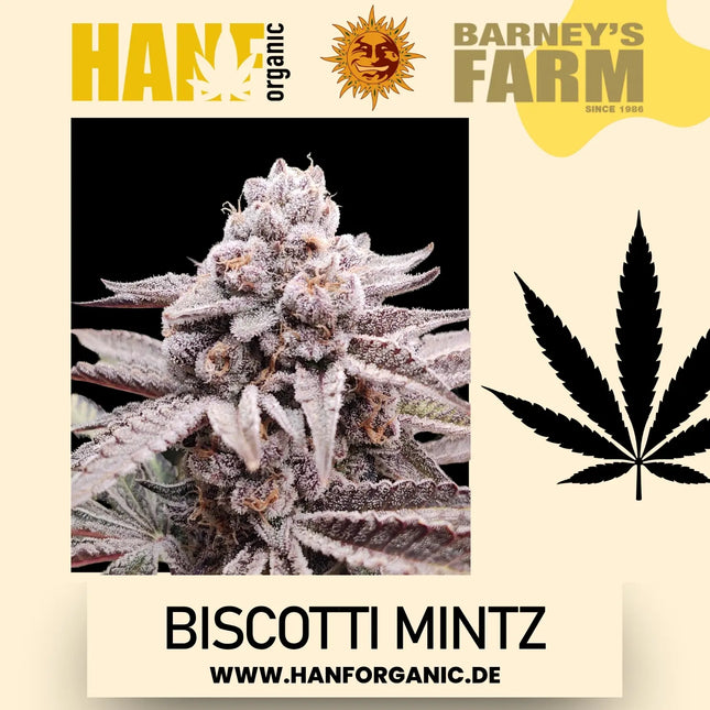 Barney's Farm – Biscotti Mintz (Feminisiert)