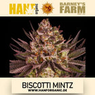 Barney's Farm – Biscotti Mintz (Feminisiert)