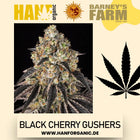 Barney's Farm – Black Cherry Gushers (Feminisiert)