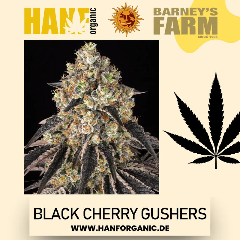 Barney's Farm – Black Cherry Gushers (Feminisiert)