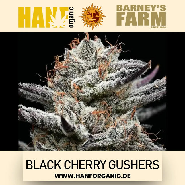 Barney's Farm – Black Cherry Gushers (Feminisiert)