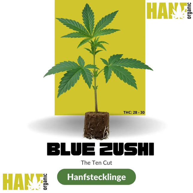 Blue Zushi – The TenCo Cut Hanfstecklinge im Steinwollwürfel – Hanf Organic