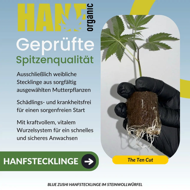 Blue Zushi – The TenCo Cut Hanfstecklinge im Steinwollwürfel – Hanf Organic