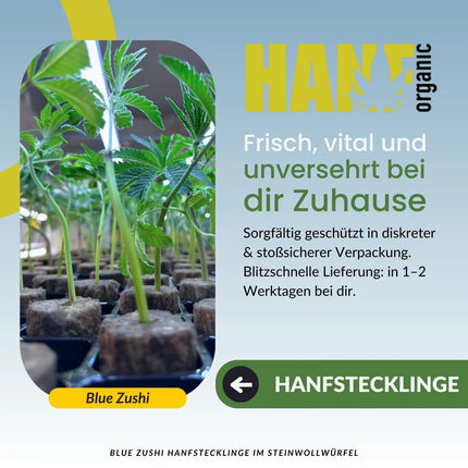 Blue Zushi – The TenCo Cut Hanfstecklinge im Steinwollwürfel – Hanf Organic