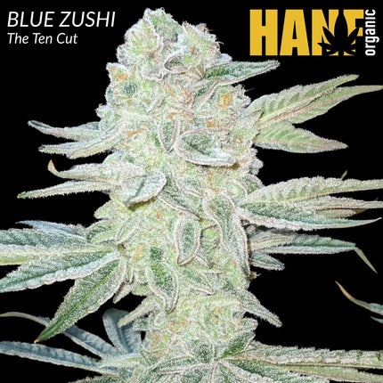 Blue Zushi – The TenCo Cut Hanfstecklinge im Steinwollwürfel – Hanf Organic